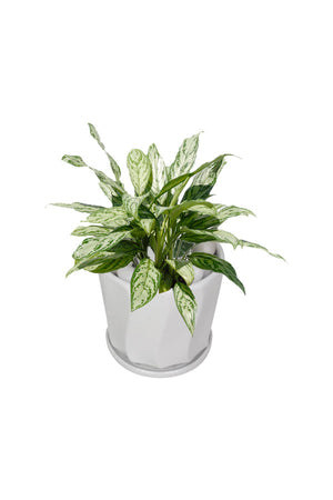 Premium Office Plant Combo - Mixed Species - Plantsworld.ae