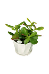 Titanium Office Plant Combo - Mixed Species - Plantsworld.ae