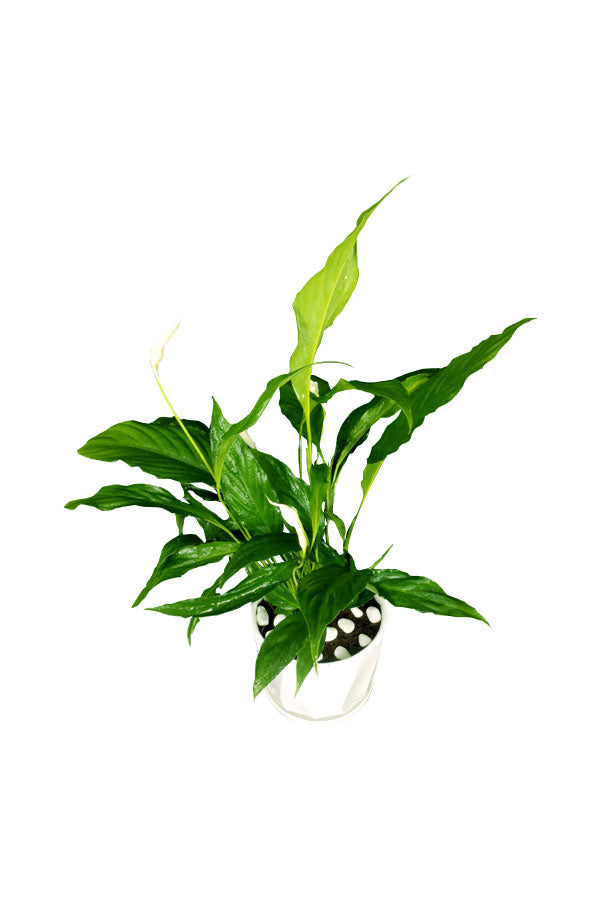 Titanium Office Plant Combo - Mixed Species - Plantsworld.ae