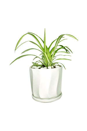 Golden Office Combo Package - Plantsworld.ae