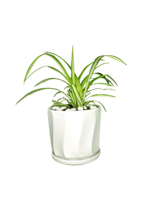 Golden Office Combo Package - Plantsworld.ae