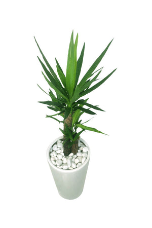 Golden Office Combo Package - Plantsworld.ae