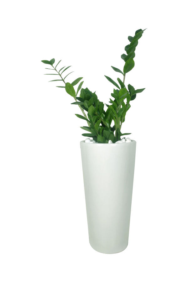 Diamond Office Plant Combo - Mixed Species - Plantsworld.ae