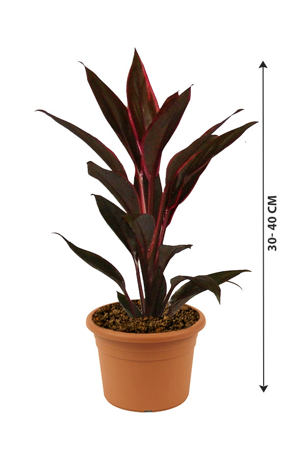 Cordyline - Fruticosa Tango - Plantsworld.ae