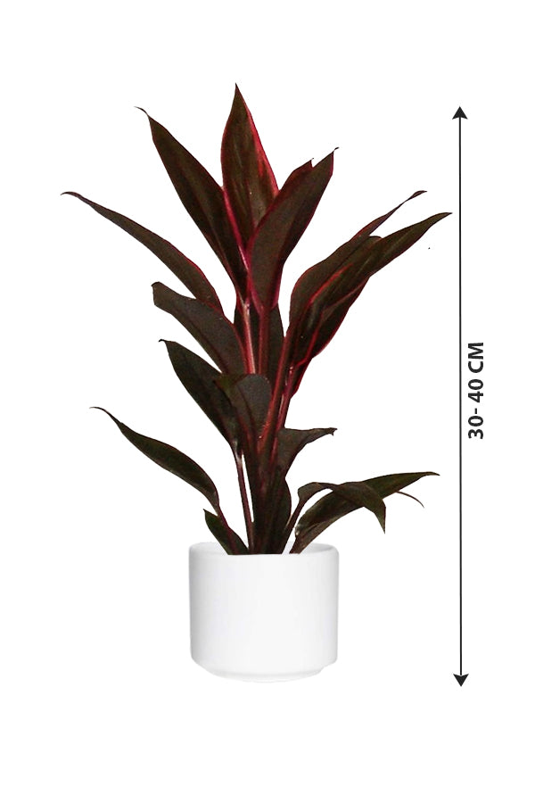 Cordyline - Fruticosa Tango - Plantsworld.ae