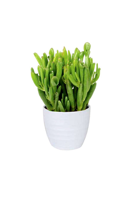 Crassula Hobbit – Crassula Ovata succulent with unique, jade-green leaves, perfect for home décor and easy care at Plantsworld.ae.