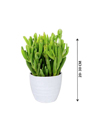 Crassula Hobbit - Hobbit Jade - Plantsworld.ae