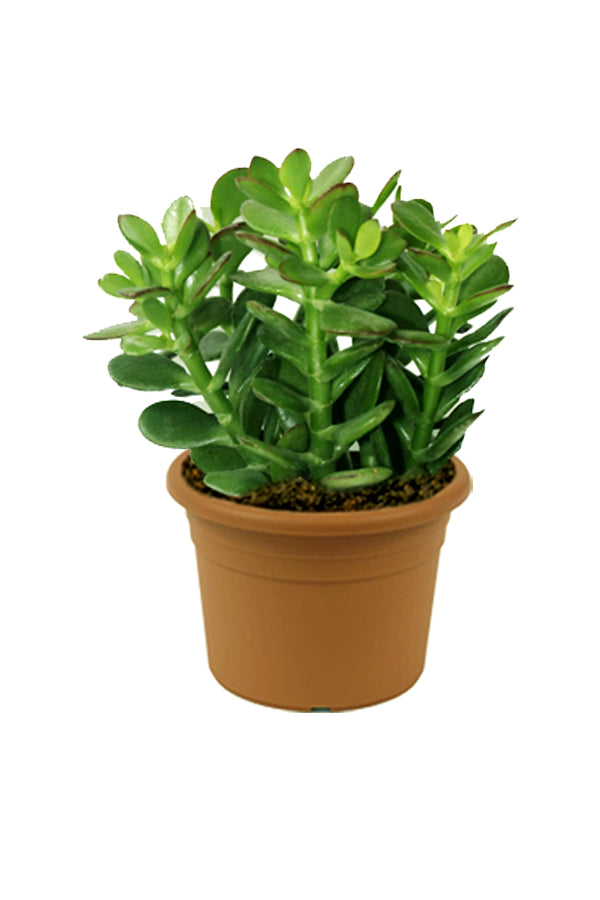 Dollar Plant - Crassula Ovata - Plantsworld.ae