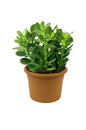 Dollar Plant - Crassula Ovata - Plantsworld.ae