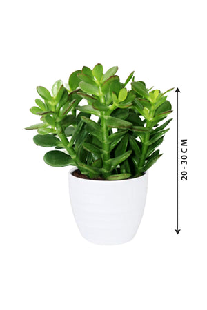 Dollar Plant - Crassula Ovata - Plantsworld.ae