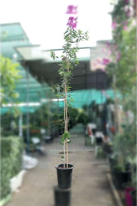 Crepe Myrtle - Outdoor Flowering Plant - Plantsworld.ae