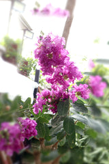Crepe Myrtle Outdoor Flowering Plant with Colorful Blooms in Pink, Red, and Purple