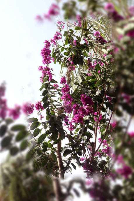 Crepe Myrtle - Outdoor Flowering Plant - Plantsworld.ae