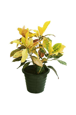Croton Outdoor-Codiaeum Variegatum - Plantsworld.ae - {{ varient.name }}