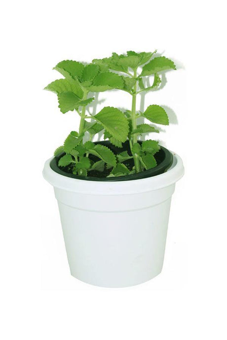 Fresh Cuban Oregano (Plectranthus Amboinicus) herb with aromatic green leaves growing in a decorative planter.

