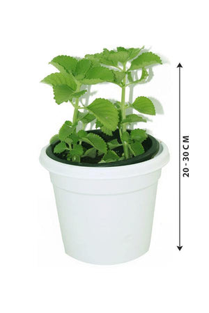 Cuban Oregano-Plectranthus Amboinicus - Plantsworld.ae - {{ varient.name }}