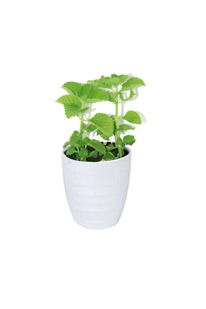 Titanium Combo - Saloon & Spa Package - Plantsworld.ae