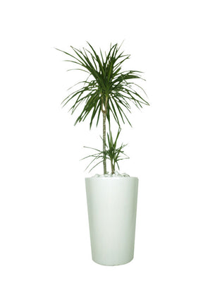 Dracaena Marginata Dragon Tree Office Plant - Buy Indoor Plants Online at Plantsworld.ae