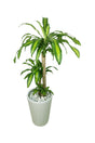 Dracaena Massangeana Office Plant - Buy Indoor Plants Online at Plantsworld.ae