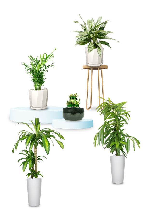 A curated premium indoor plant combo designed for office and home décor
