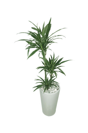 Dracaena Warnekii Office Plant - Buy Indoor Plants Online at Plantsworld.ae