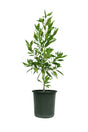 Damas Tree – Conocarpus Lancifolius Growing Outdoors in UAE Landscape