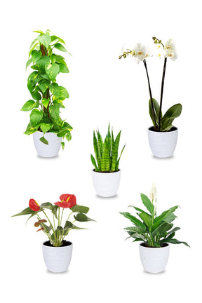 Decor Combo Plants - Indoor Plant Combo for Stylish Home Décor at Plantsworld.ae