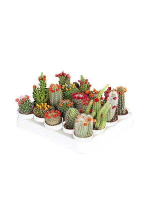 Cactus Combo - Set of 20 - Plantsworld.ae