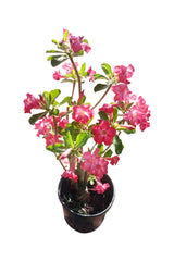 Grafted Desert Rose - Adenium Obesum - Outdoor Flowering Plant - Plantsworld.ae