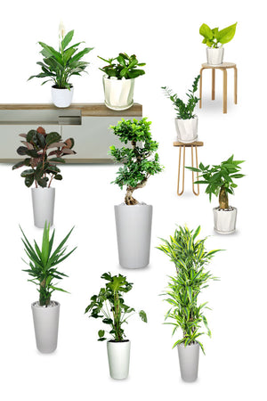 Premium Combo Package-Health Club: Premium indoor plant set with Yucca, Dracaena Janet Craig, Succulents, Crassula Hobbit, and Spider Plant Lemon