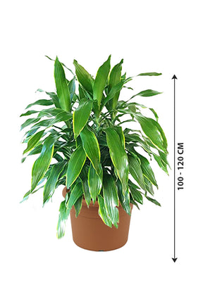 Dracaena Art - Non Flowering Indoor Plant - Plantsworld.ae