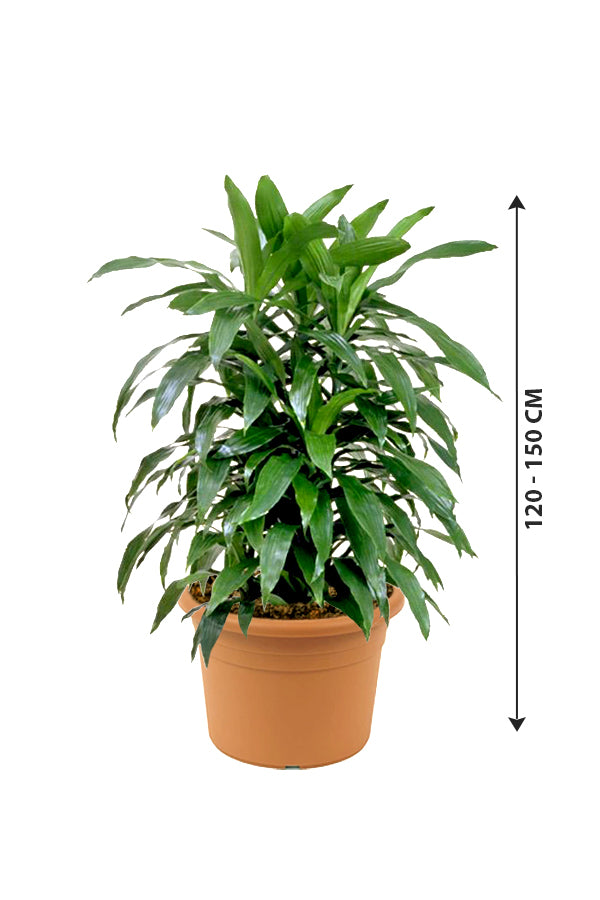 Dracaena Art - Non Flowering Indoor Plant - Plantsworld.ae
