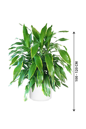 Dracaena Art - Non Flowering Indoor Plant - Plantsworld.ae