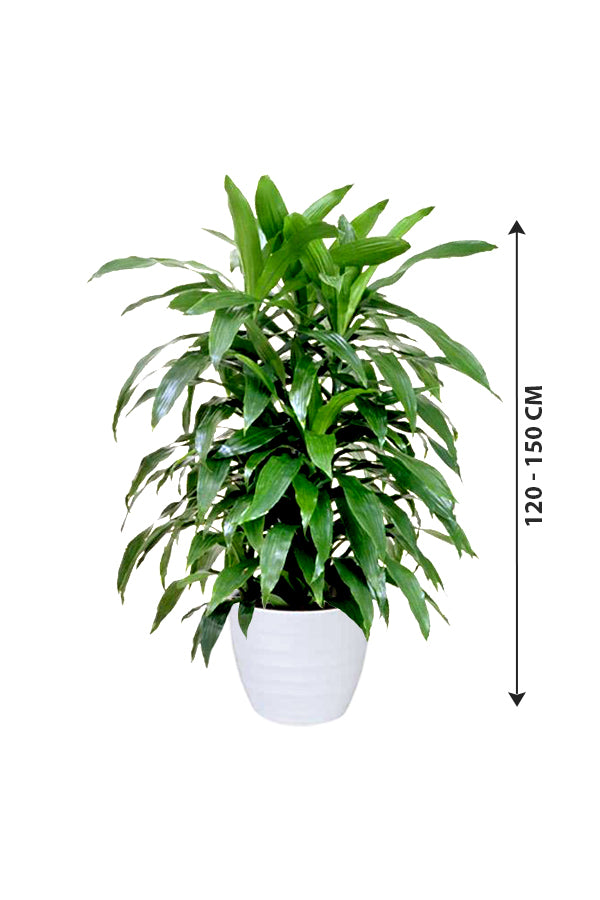 Dracaena Art - Non Flowering Indoor Plant - Plantsworld.ae
