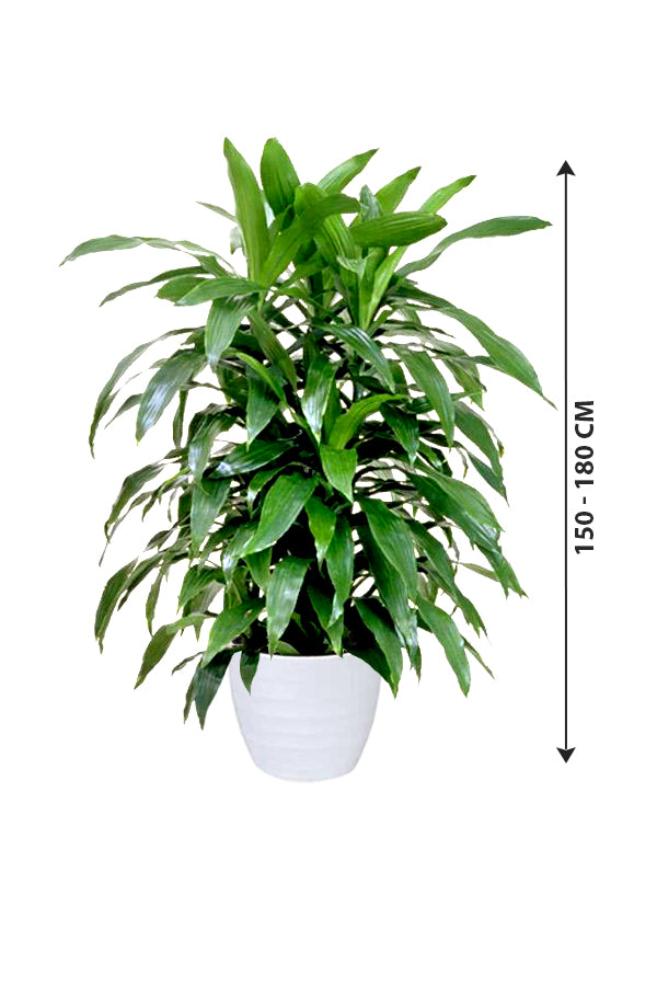 Dracaena Art - Non Flowering Indoor Plant - Plantsworld.ae