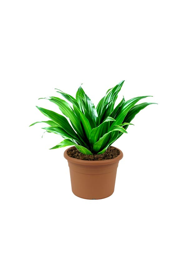 Dracaena Compacta - Dracaena Deremensis 'Compacta' - Plantsworld.ae