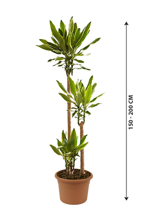 Dracaena Gold Coast -Dracaena fragrans "Golden Coast" - Plantsworld.ae