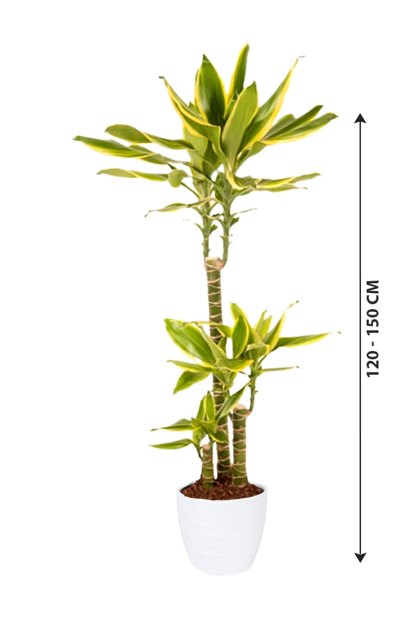 Dracaena Gold Coast -Dracaena fragrans "Golden Coast" - Plantsworld.ae