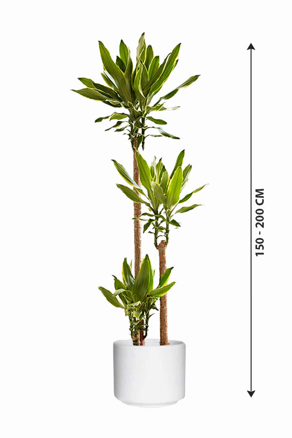 Dracaena Gold Coast -Dracaena fragrans "Golden Coast" - Plantsworld.ae