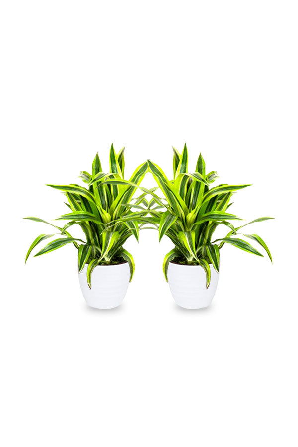Buy 1 Get 1 Free Dracaena Lemon Lime Houseplant for Home Decor
