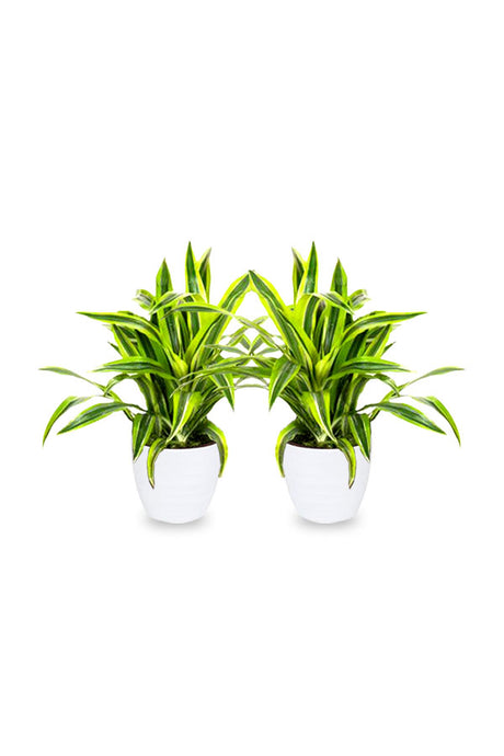 Buy 1 Get 1 Free Dracaena Lemon Lime Houseplant for Home Decor
