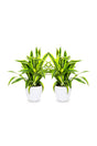 Buy 1 Get 1 Free Dracaena Lemon Lime Houseplant for Home Decor
