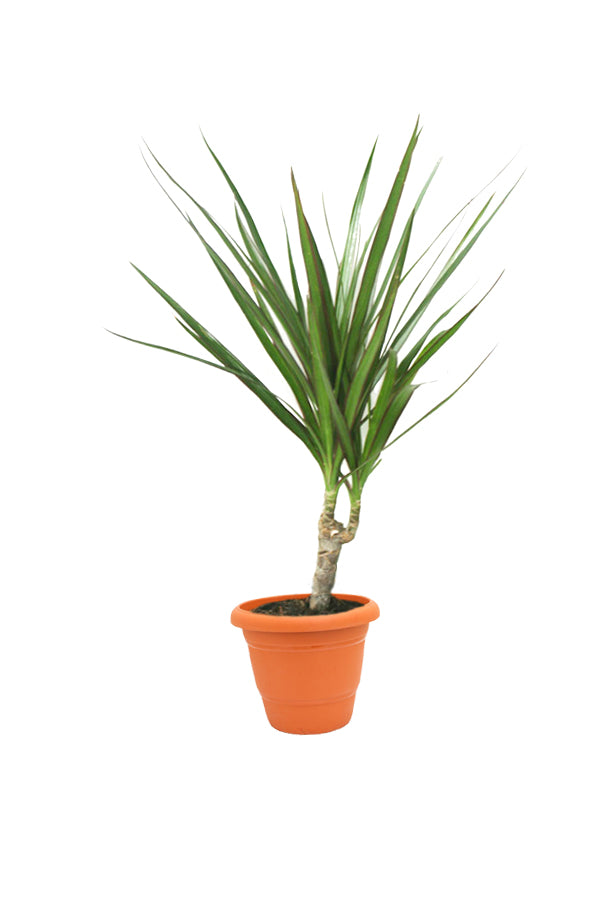 Madagascar Dragon Tree - Dracaena Marginata - Plantsworld.ae