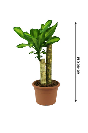 Dracaena Massangeana - Dracaena Fragrans - Plantsworld.ae