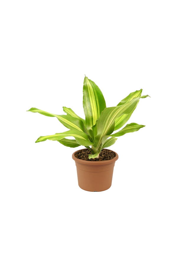 Dracaena Massangeana Short - Dracaena Fragrans - Plantsworld.ae