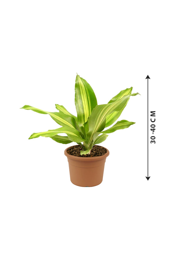 Dracaena Massangeana Short - Dracaena Fragrans - Plantsworld.ae