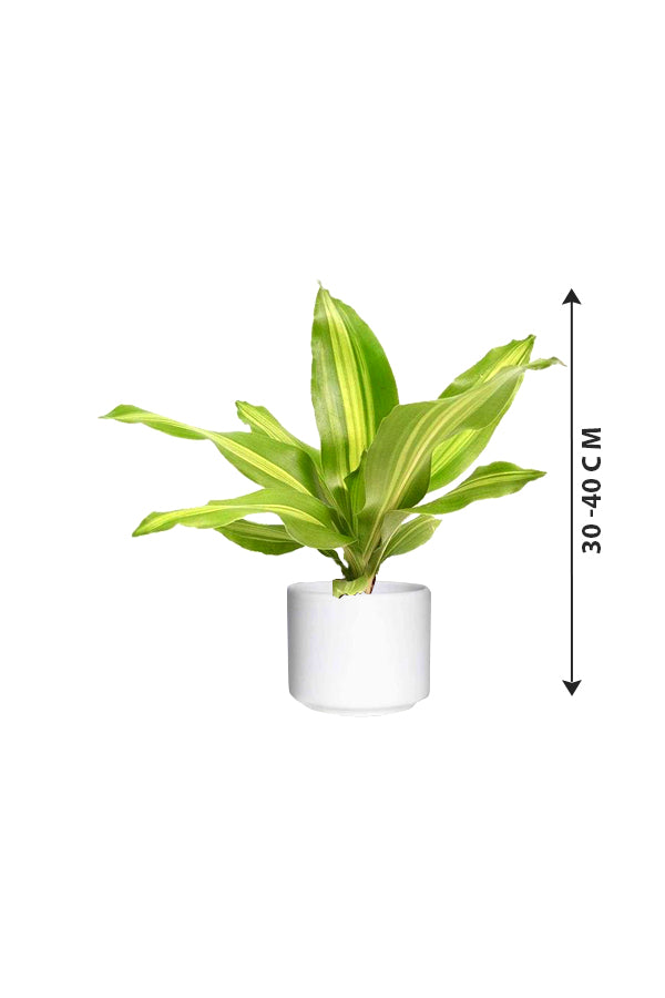 Dracaena Massangeana Short - Dracaena Fragrans - Plantsworld.ae