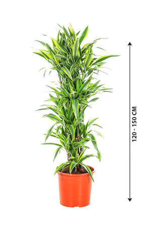 Dracaena Lemon Lime - Lemon Lime plant - Plantsworld.ae - {{ varient.name }}
