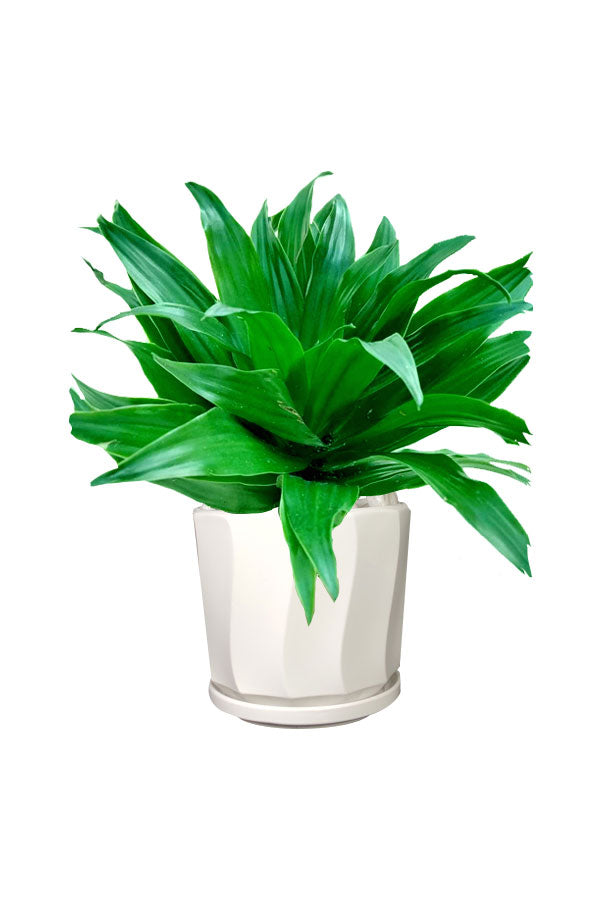 Indoor decorative office table-top plant: Dracaena Compacta Single Head
