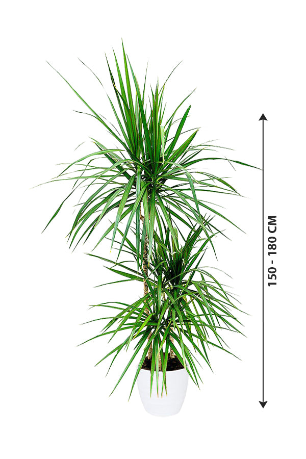 Dragon Tree - Dracaena Marginata - Plantsworld.ae